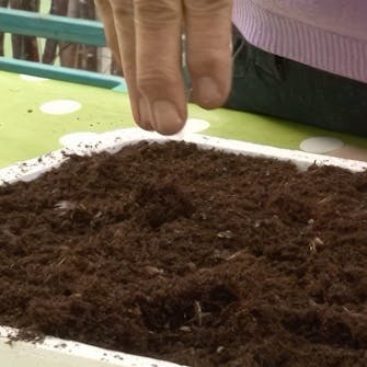 såning af blomsterfrø såning af blomsterfrø